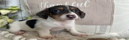 Miniature Dachshund dogs for sale: Layne - Ad 5