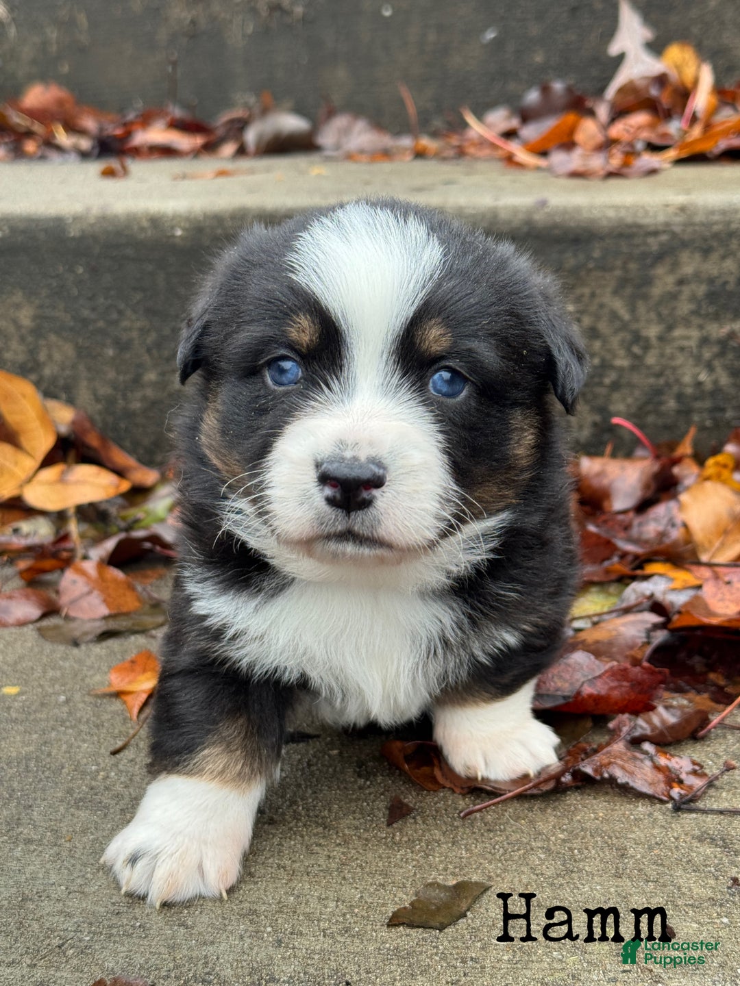 Mixed Breed dogs for sale: Hamm - Ad 1