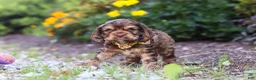 Cocker Spaniel dogs for sale: Maverick - Ad 4