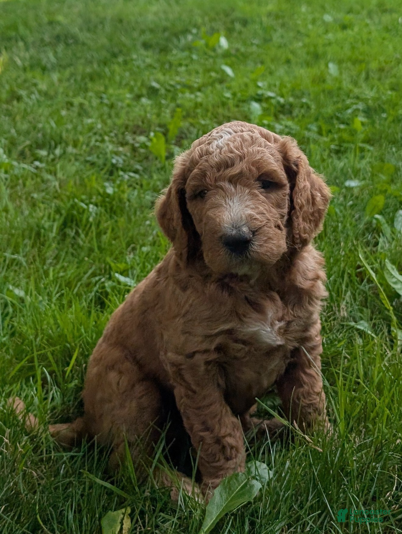 Goldendoodle dogs Carson  - Ad 1