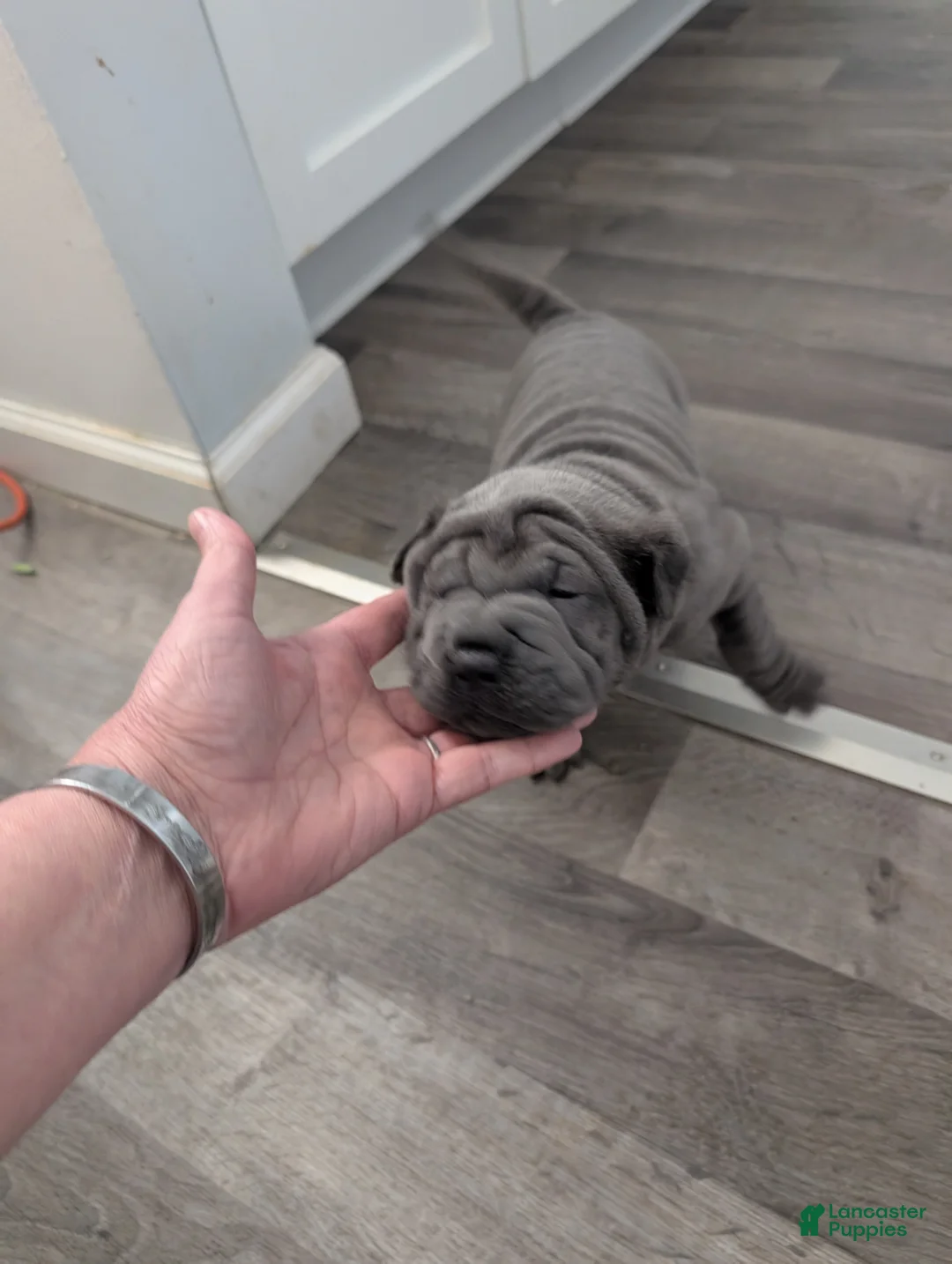 Mixed Breed dogs for sale: Puppy 4 - Ad 1