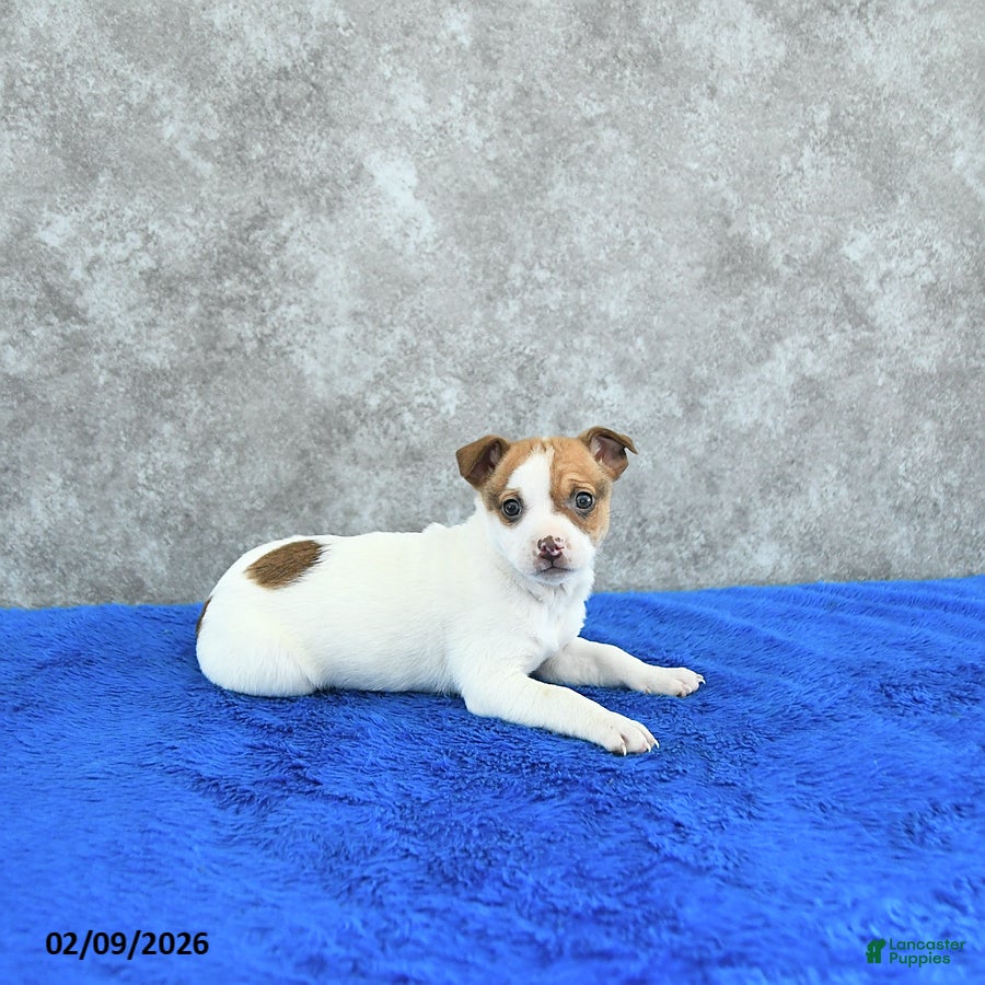 Mixed Breed dogs Trinket - Ad 26