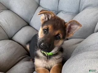 German Shepherd dogs Grace - Ad 21