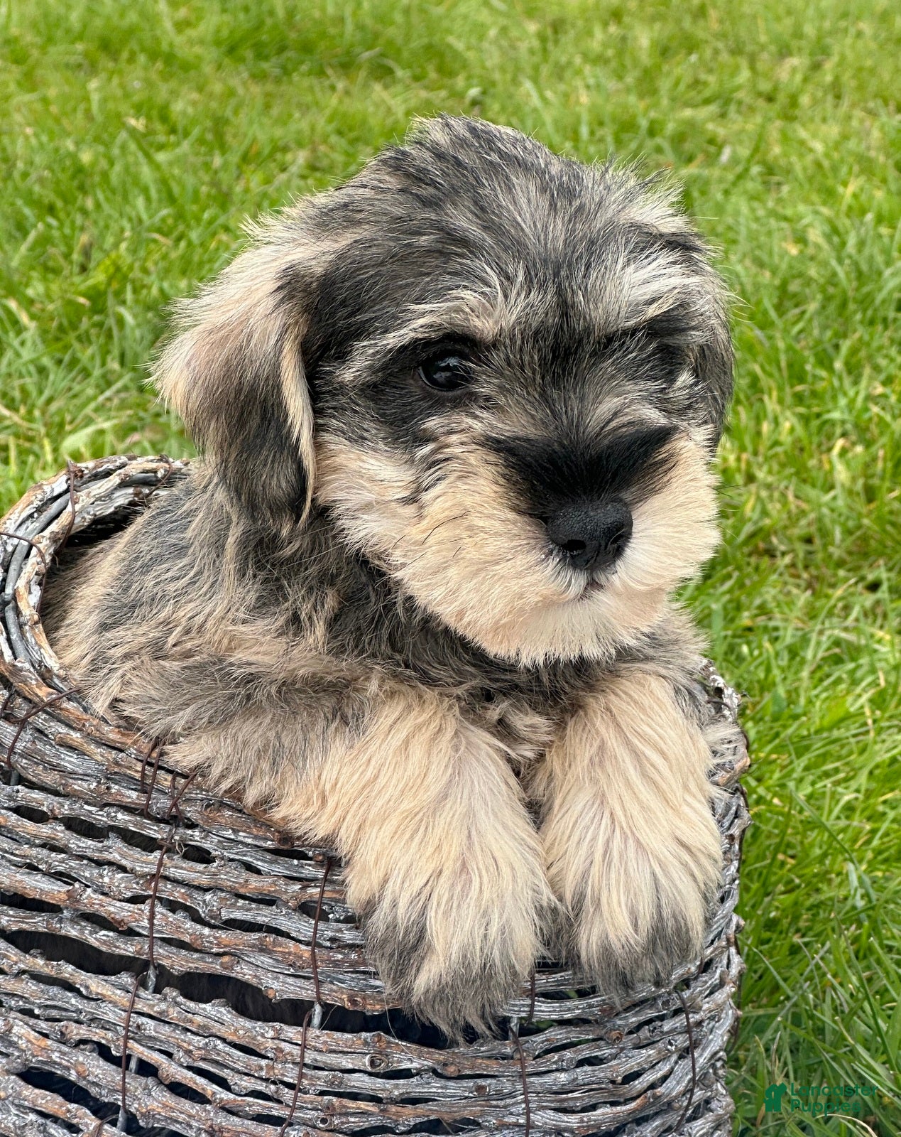 Miniature Schnauzer dogs Miniature Schnauzer Marty - Ad 35
