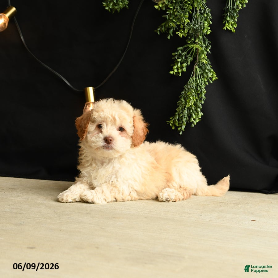 Mixed Breed dogs O Malley - Ad 2