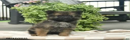 Pomeranian dogs for sale: Pepper  - Ad 3