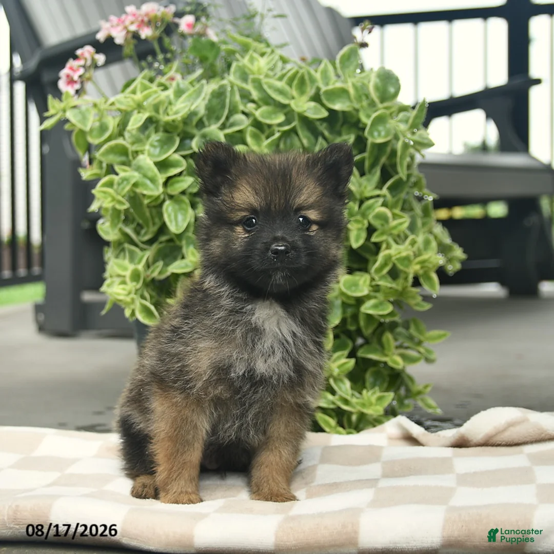 Pomeranian dogs for sale: Pepper  - Ad 3
