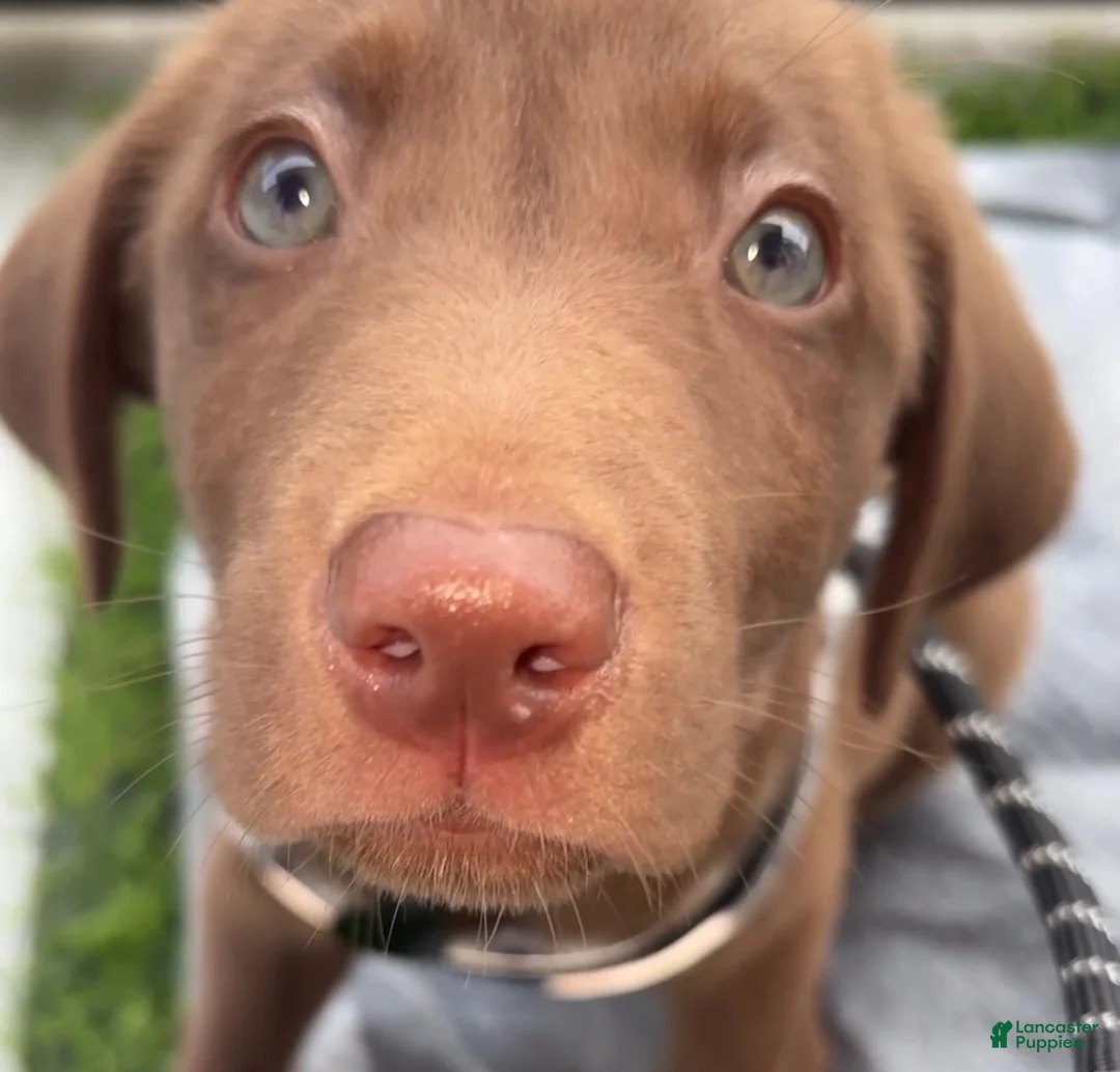 Labrador Retriever dogs for sale: Koda 🐶 - Ad 1