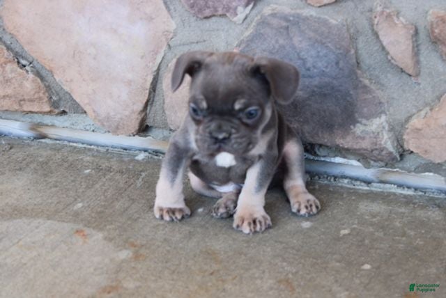 French Bulldog dogs Tom - Ad 2