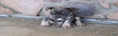 Tom