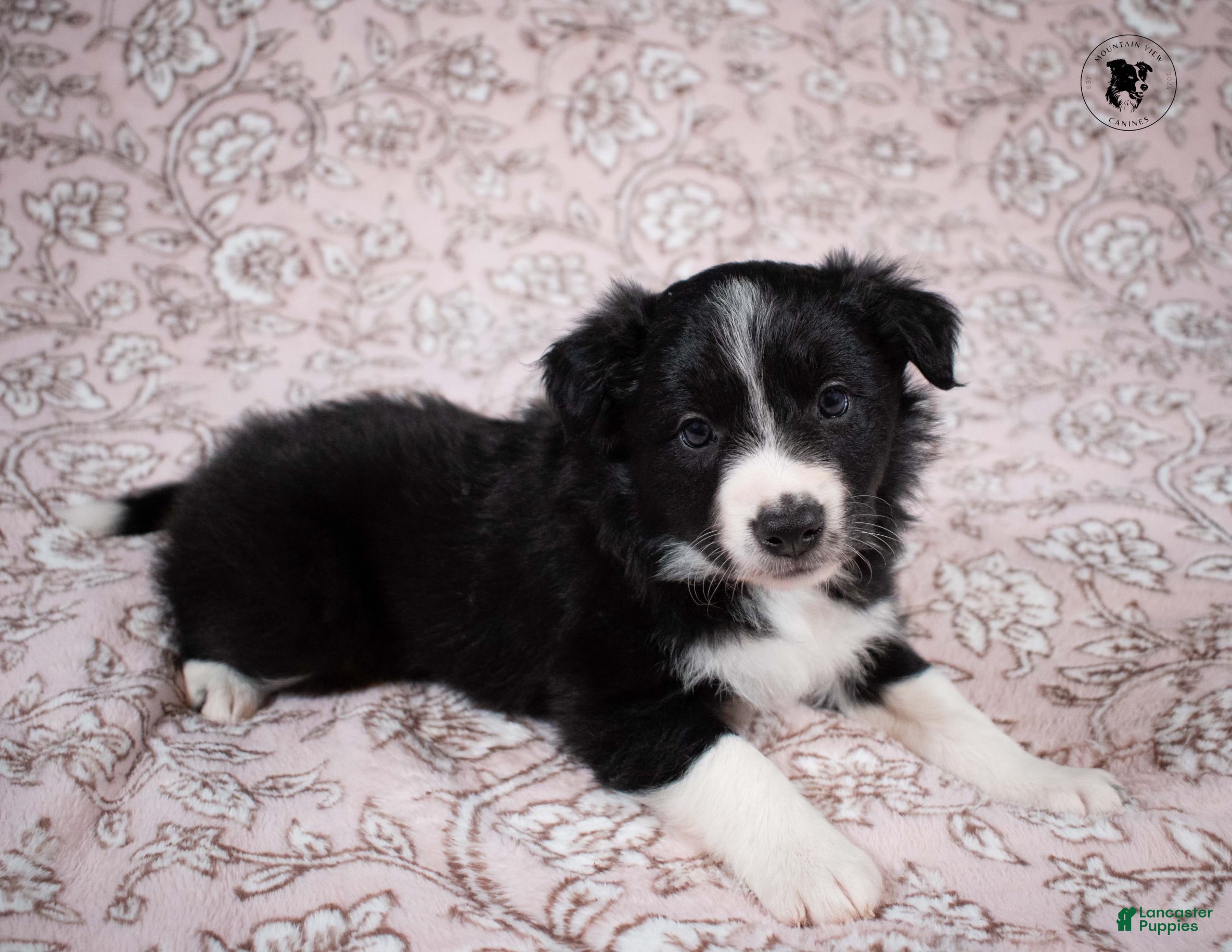 Border Collie dogs Everest  - Ad 25
