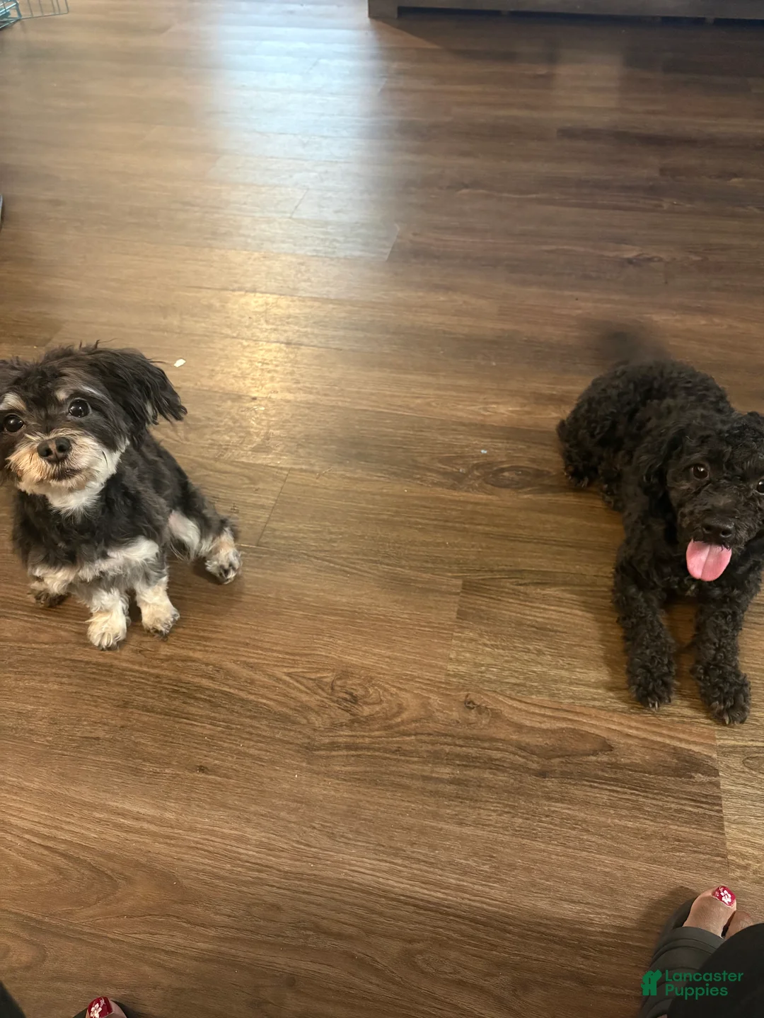 Yorkiepoo dogs for sale: Yorkiepoo Puppy 3 - Ad 2