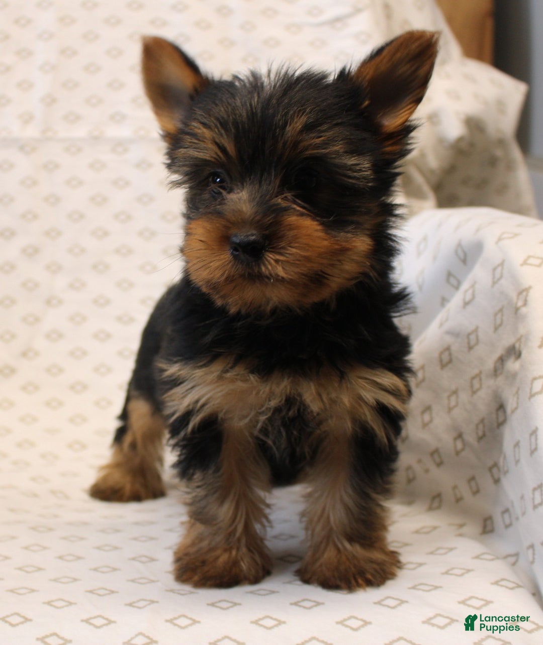 Yorkshire Terrier dogs for sale: Diamond - Ad 2