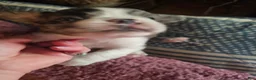 Frenchton dogs for sale: Fluffy frenchton - Ad 13