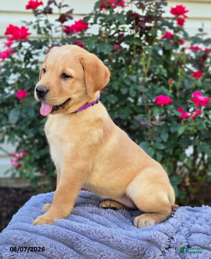 Labrador Retriever dogs Sasha - Ad 2