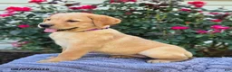 Labrador Retriever dogs for sale: Sasha - Ad 2