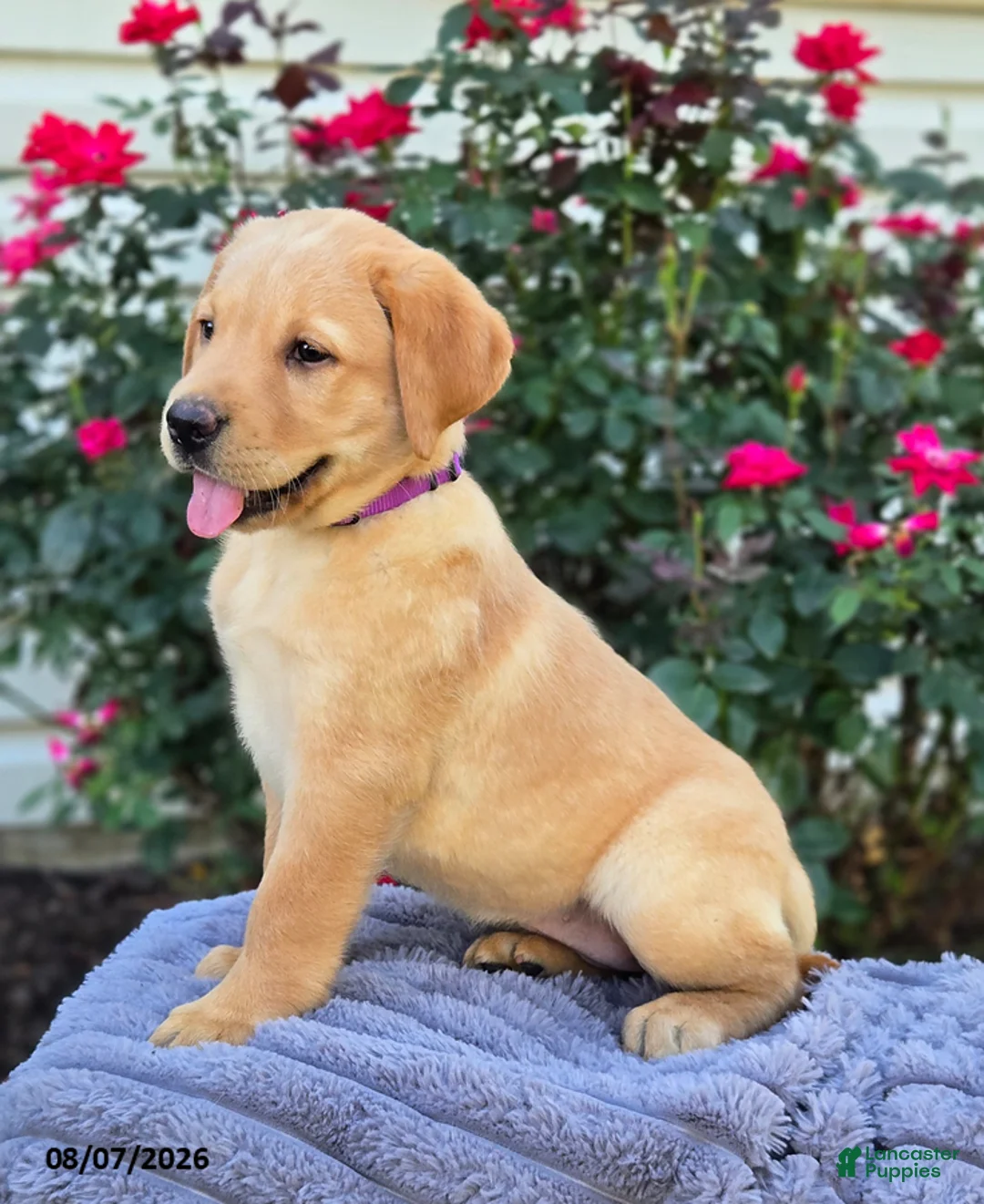 Labrador Retriever dogs for sale: Sasha - Ad 2
