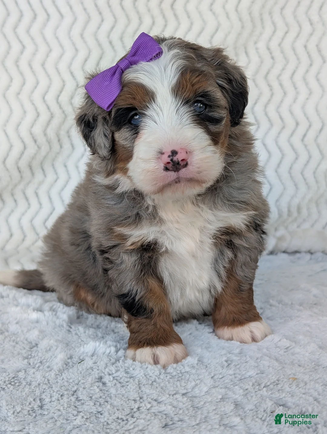 Mini Bernedoodle dogs for sale: Mini Indy  - Ad 2