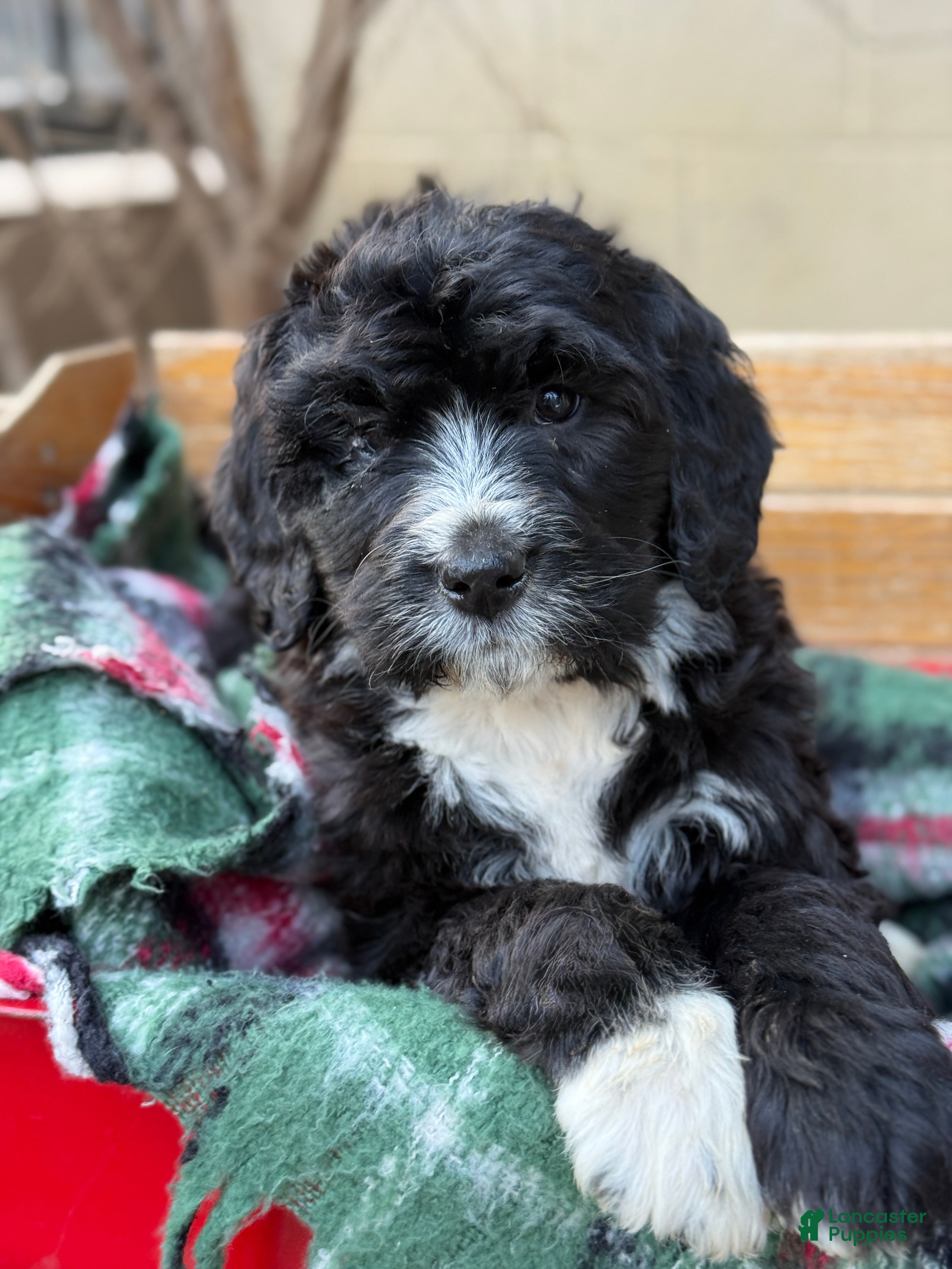 Mixed Breed dogs Rusty - Ad 20