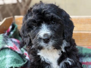 Mixed Breed dogs Rusty - Ad 20