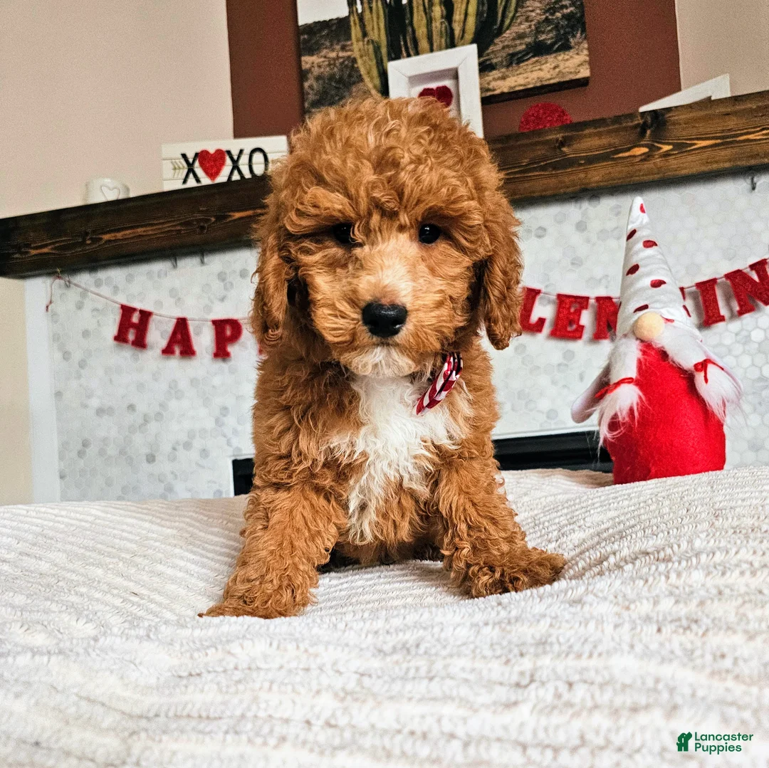Mini Goldendoodle dogs for sale: Arrow - Ad 1