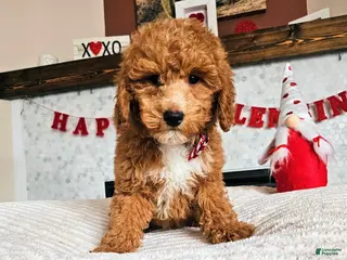 Mini Goldendoodle dogs Arrow - Ad 13