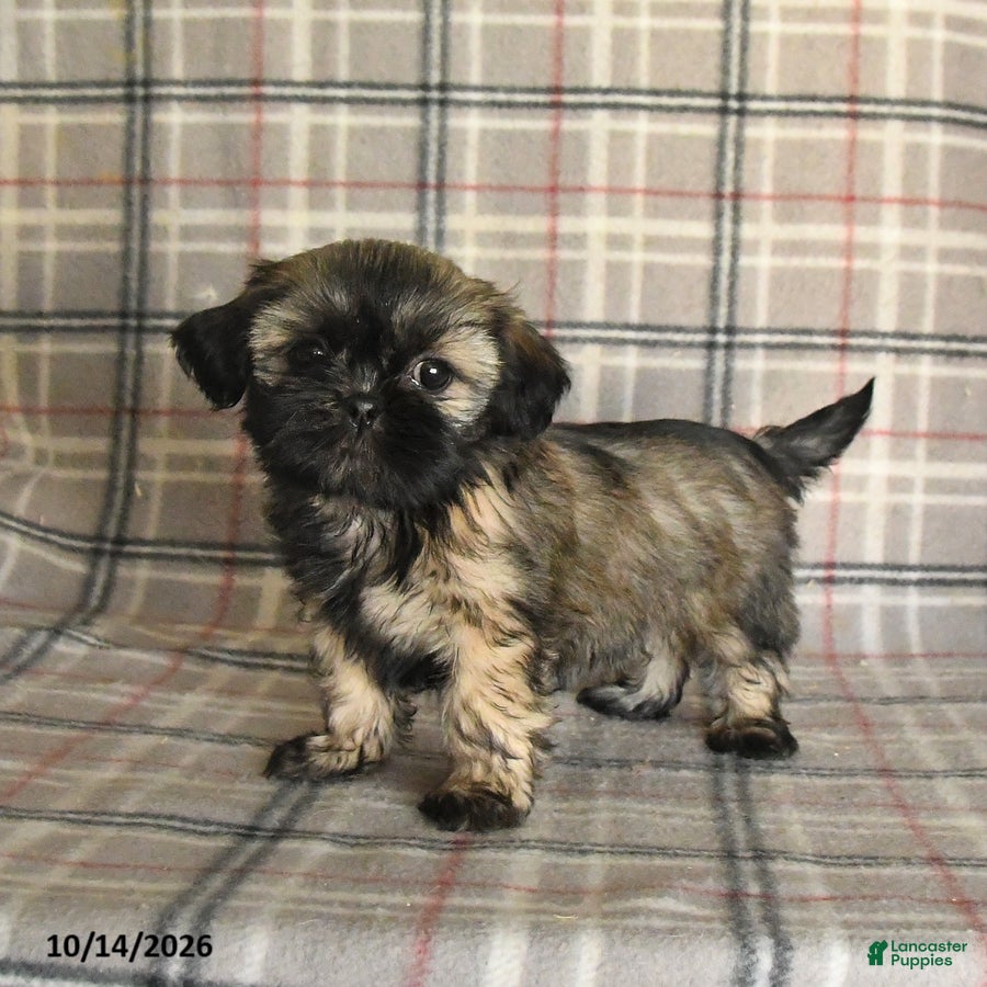 Shih Tzu dogs Trixie - Ad 1