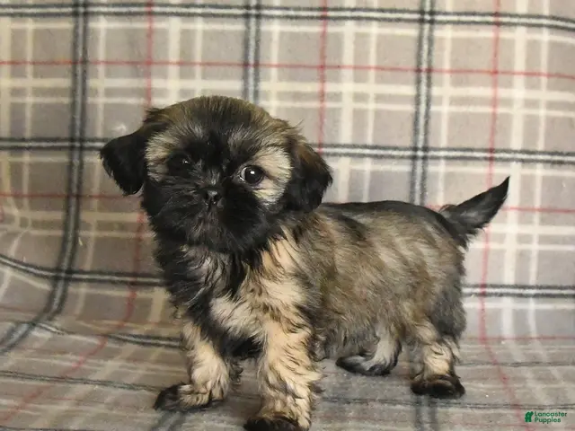 Shih Tzu dogs for sale: Trixie - Ad 1