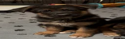 German Shepherd dogs for sale: Betty - Ad 4