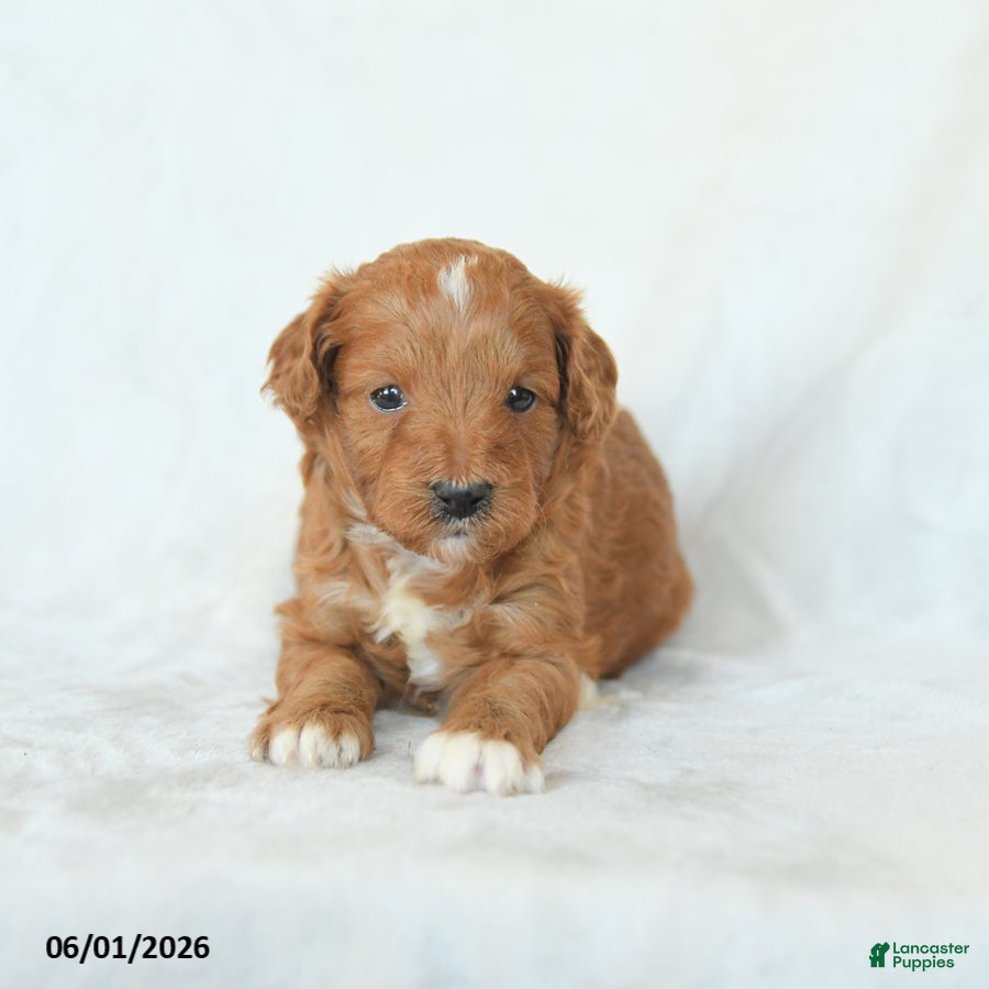 Cavapoo dogs Hazel - Ad 2