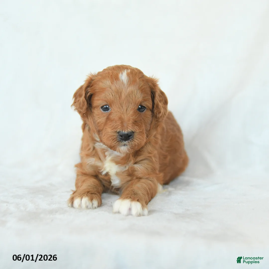 Cavapoo dogs for sale: Hazel - Ad 2
