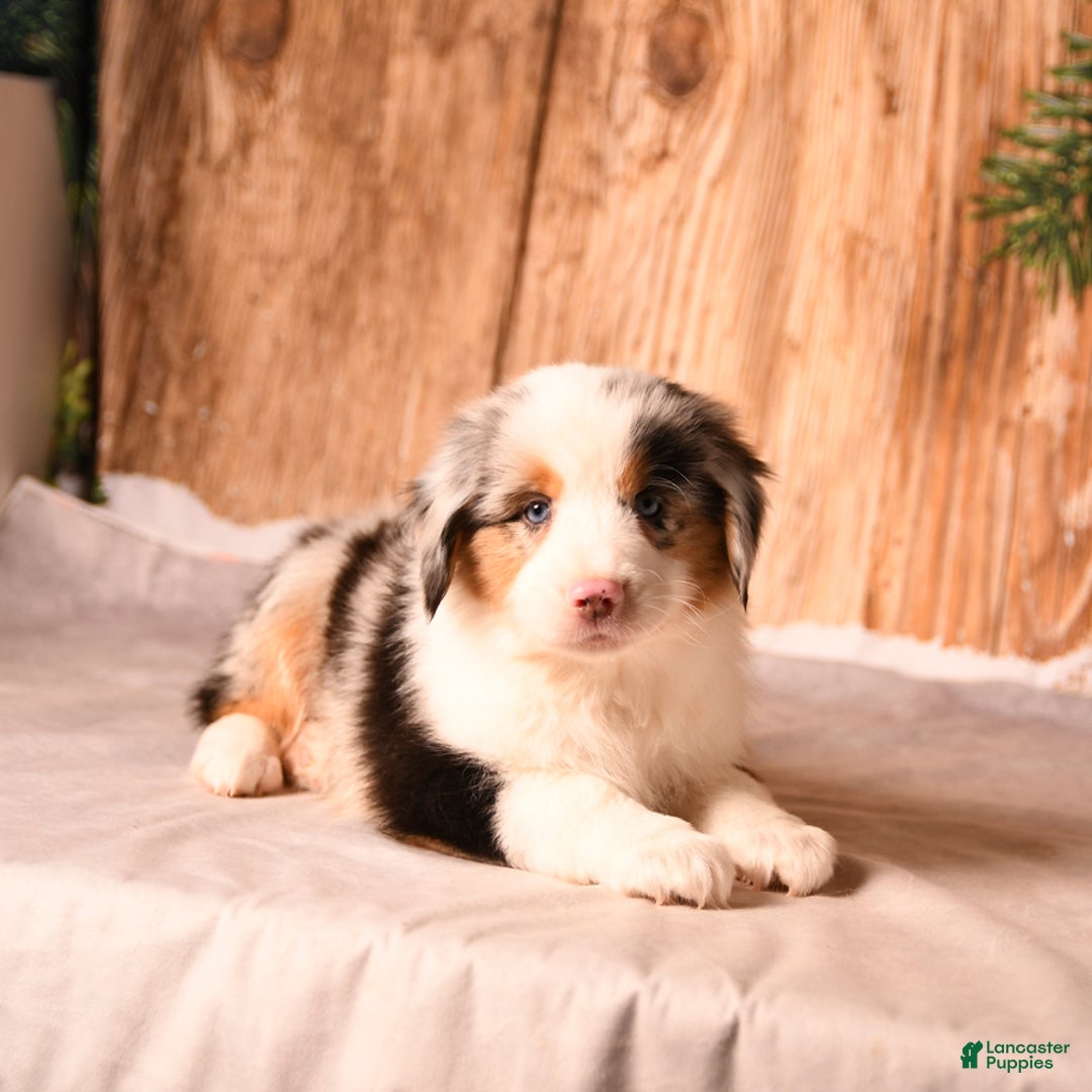 Miniature Australian Shepherd dogs for sale: Eggnog - Ad 3