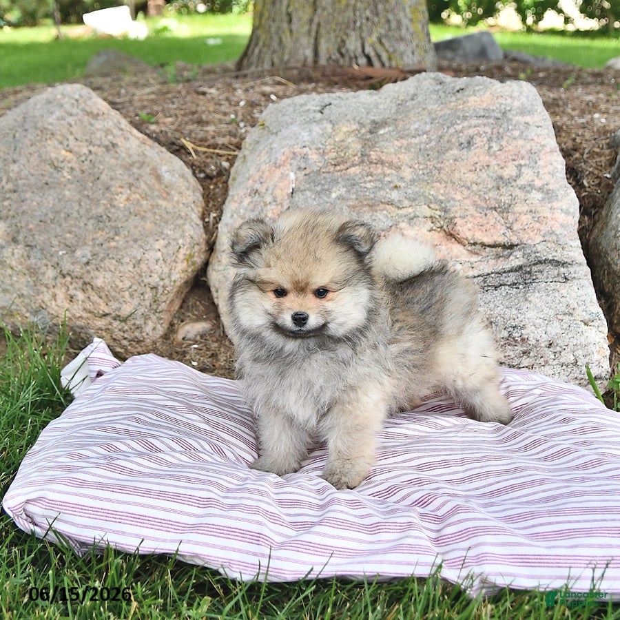 Pomeranian dogs Kenji - Ad 1