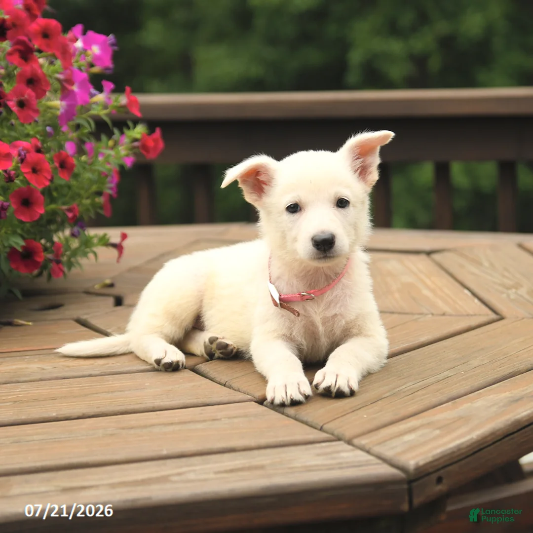 German Shepherd dogs for sale: Meadow - Ad 3
