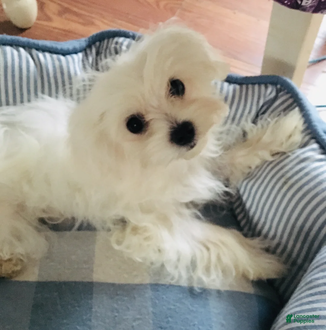 Maltipoo dogs for sale: Maltipoo Puppy 1 - Ad 2