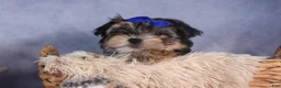 Morkie dogs for sale: Newton - Ad 6