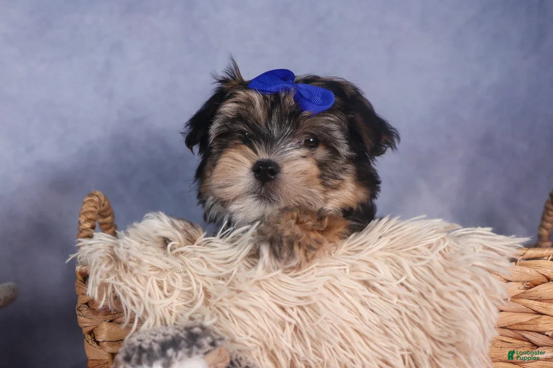 Morkie dogs for sale: Newton - Ad 6