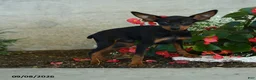Miniature Pinscher dogs for sale: Plato - Ad 3