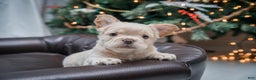 French Bulldog dogs for sale: Oakley - Ad 5