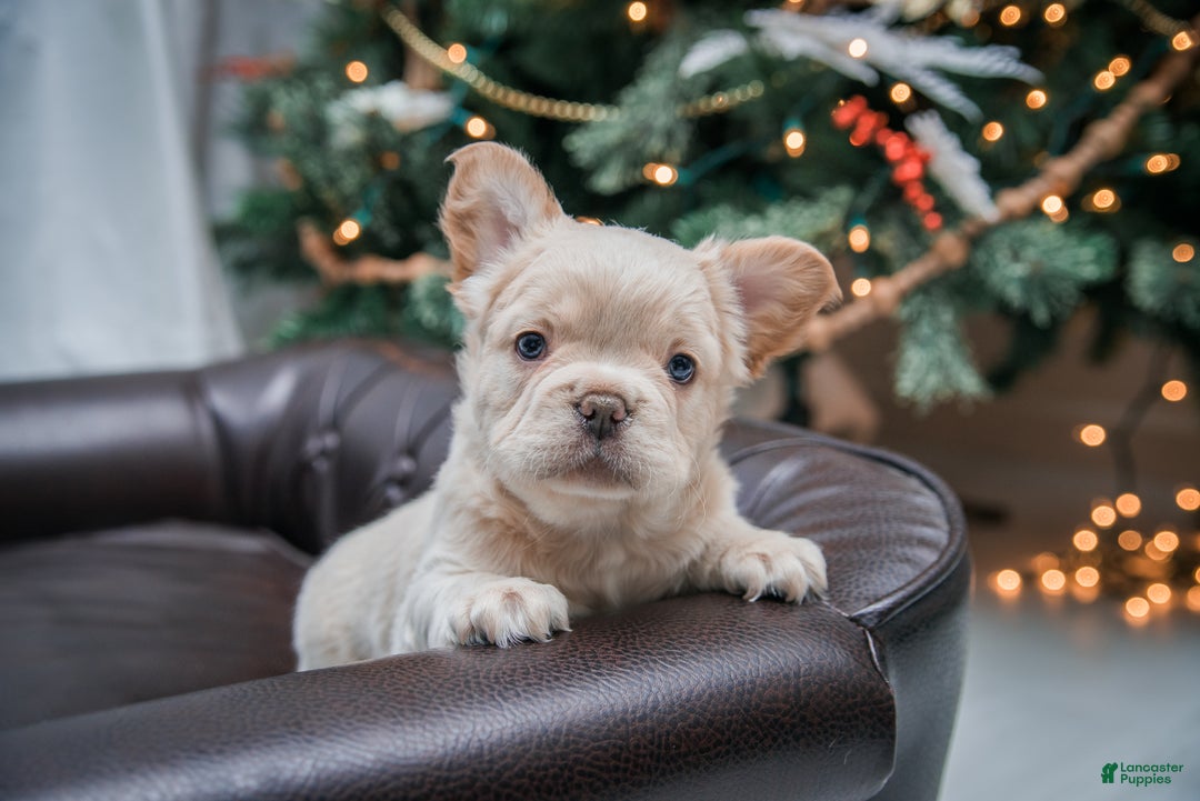 French Bulldog dogs for sale: Oakley - Ad 5