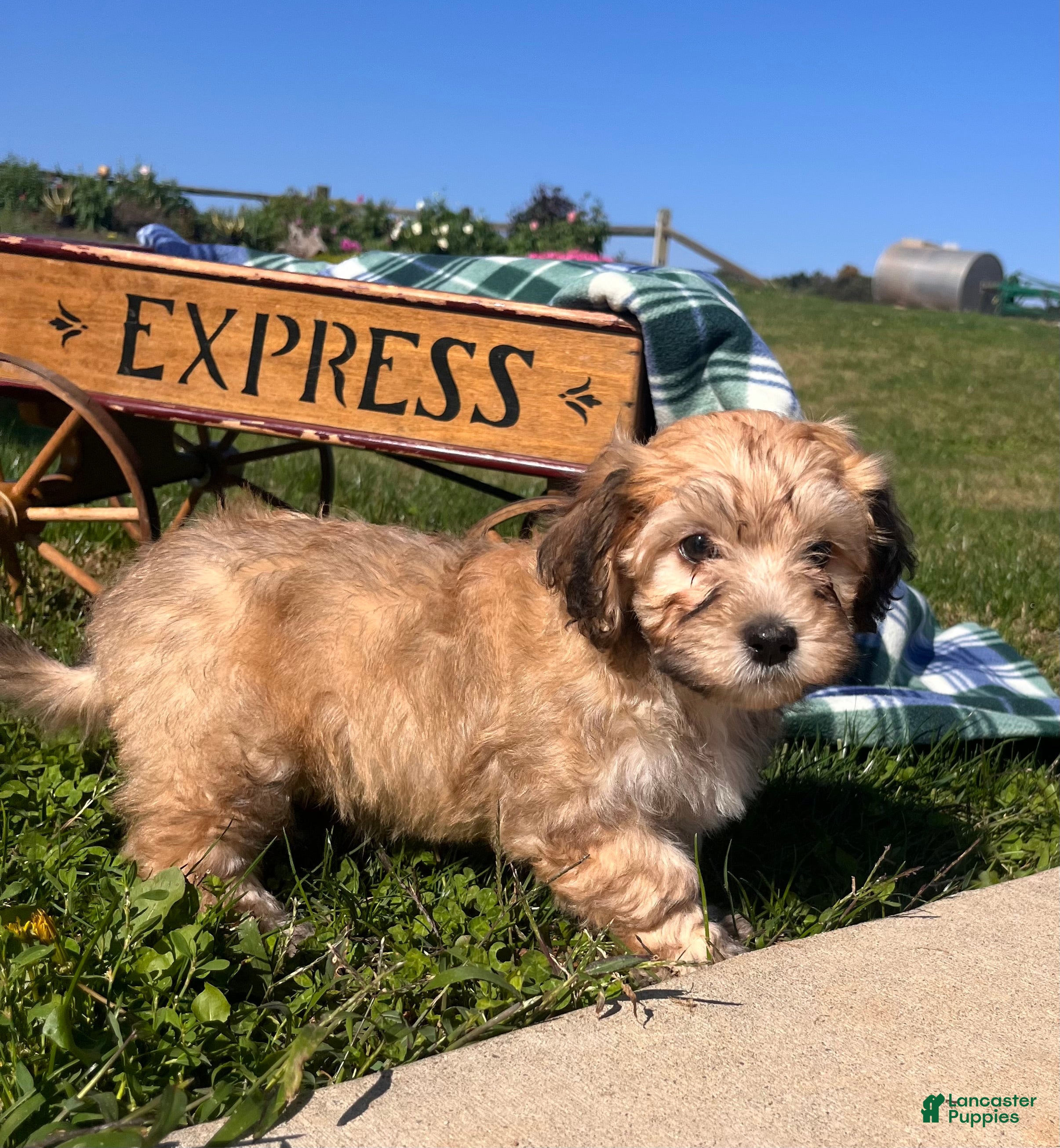 Havanese dogs Duke❤️AKC Registered - Ad 1