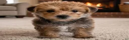 Morkie dogs for sale: Jasper - Ad 3