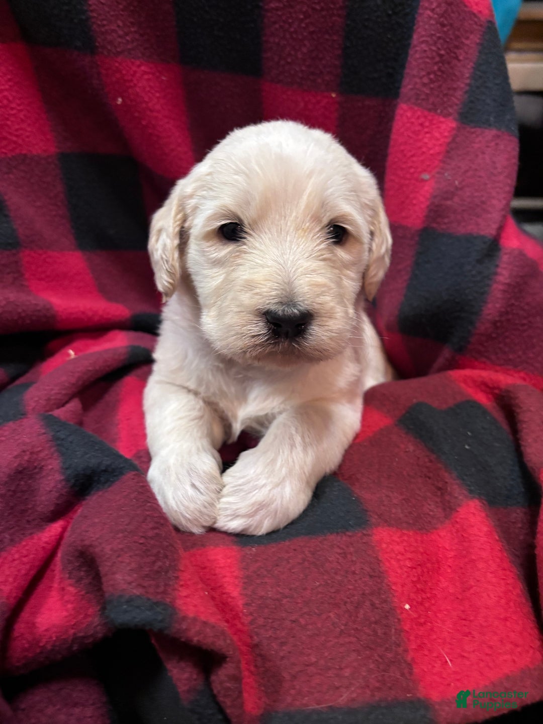 Labradoodle dogs for sale: Labradoodle Puppy 5 - Ad 1