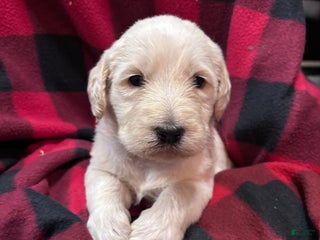 Labradoodle dogs Labradoodle Puppy 5 - Ad 11