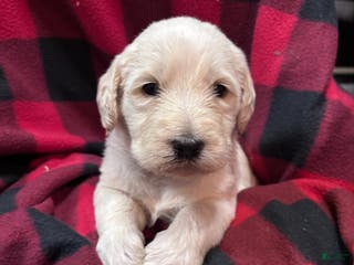 Labradoodle dogs Labradoodle Puppy 5 - Ad 11