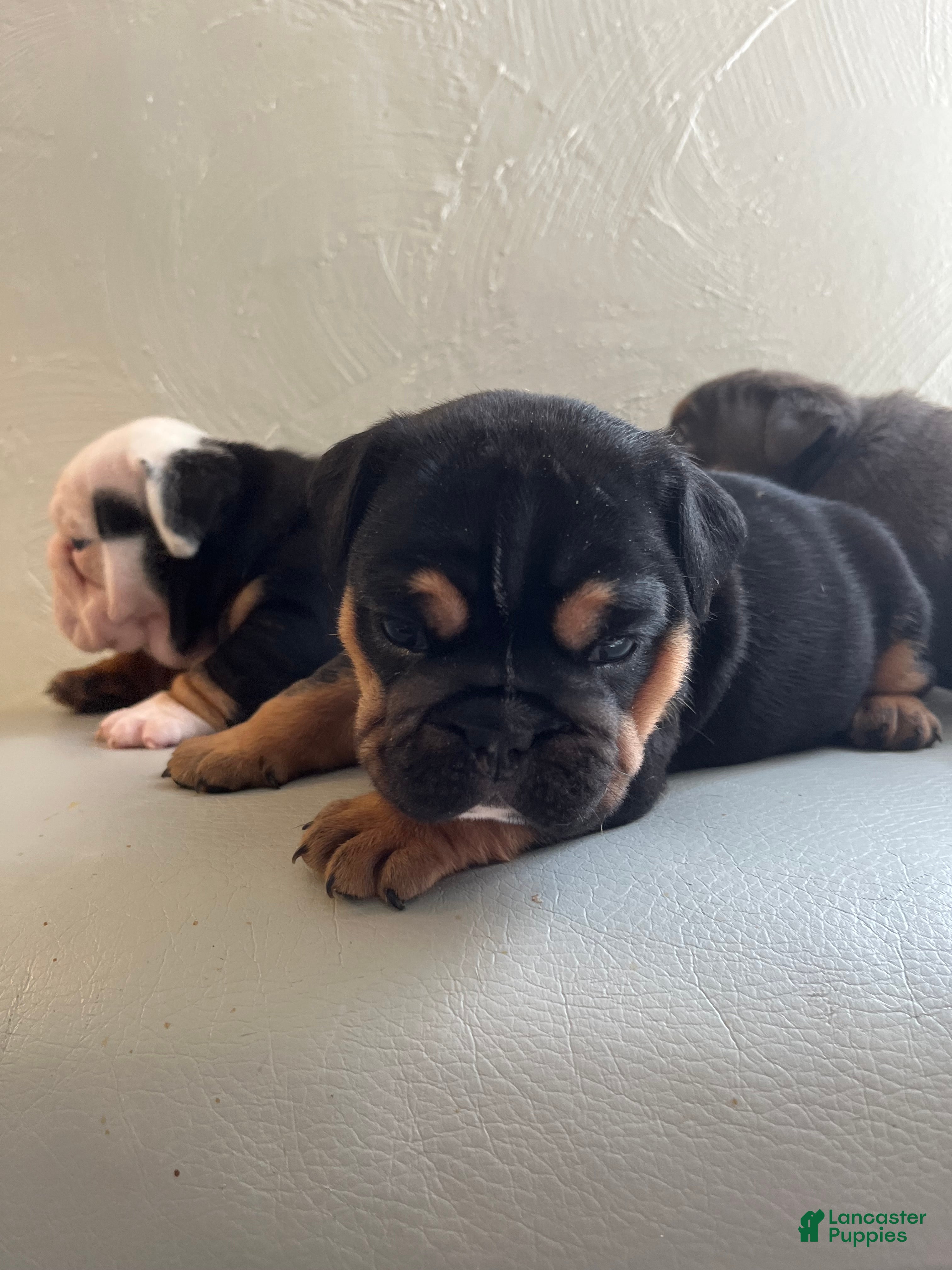 English Bulldog dogs English Bulldog 2 - Ad 23