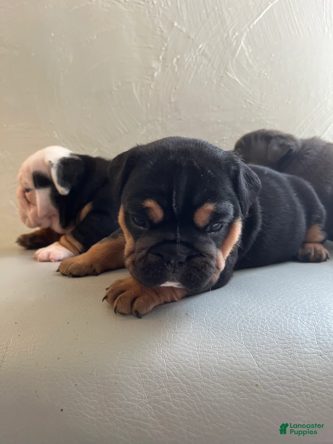 English Bulldog dogs for sale: English Bulldog 2 - Ad 2