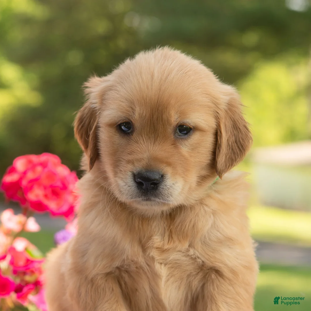 Golden Retriever dogs for sale: Sally  - Ad 1