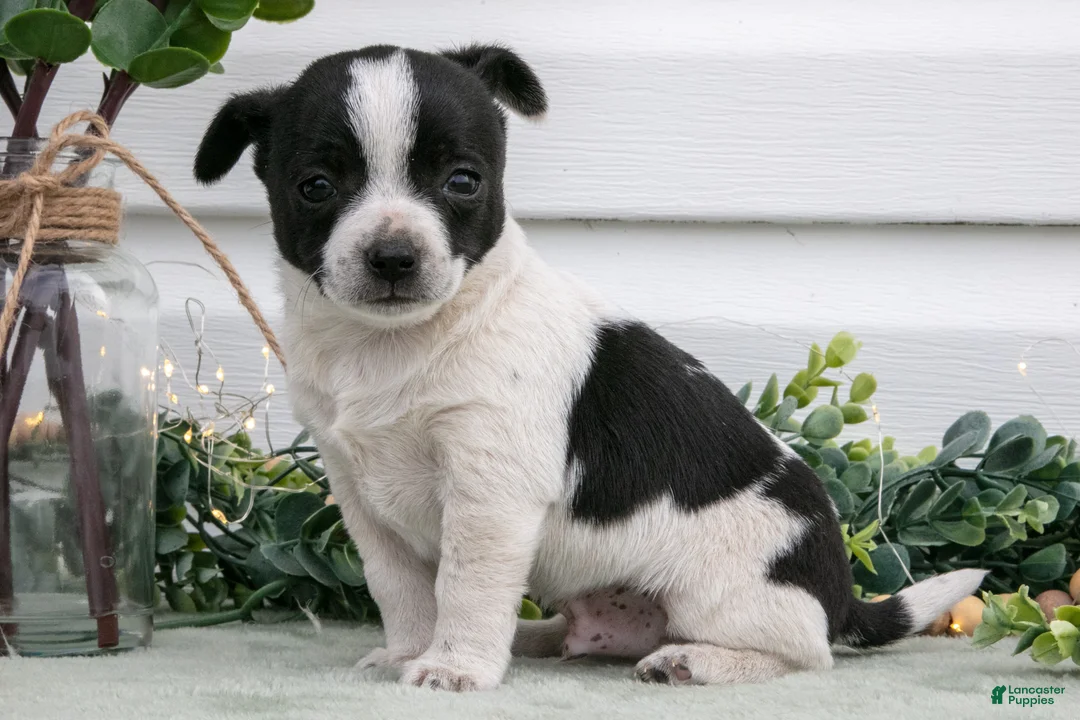 Chihuahua dogs for sale: Peanut - Ad 3