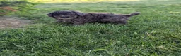 Miniature Poodle dogs for sale: Miniature Poodle Puppy 1 - Ad 7